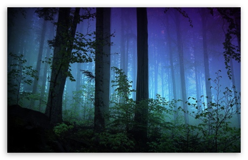 dark forest wallpaper widescreen