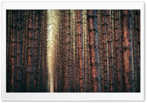 Dark Forest Autumn Ultra HD Wallpaper for 4K UHD Widescreen desktop, tablet & smartphone