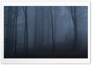 Dark Forest Shrouded in Fog Ultra HD Wallpaper for 4K UHD Widescreen Desktop, Lockscreen, Screensaver, TV, Tablet, Smartphone