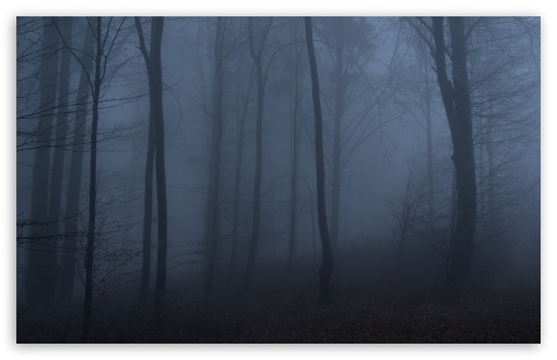 Dark Forest Shrouded in Fog UltraHD Wallpaper for HD 16:9 ; UltraWide 21:9 ; Widescreen 16:10 5:3 ; Fullscreen 4:3 5:4 3:2 ; Tablet 1:1 ; Mobile 9:16 9:19.5 9:20 10:16 2:3 3:5 3:4 ;