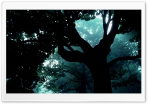 Dark Forest Tree Ultra HD Wallpaper for 4K UHD Widescreen desktop, tablet & smartphone