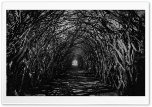 Dark Hedge Tunnel Spooky Ultra HD Wallpaper for 4K UHD Widescreen desktop, tablet & smartphone
