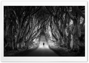 Dark Hedges, Avenue of Beech Trees, Northern Ireland Ultra HD Wallpaper for 4K UHD Widescreen desktop, tablet & smartphone