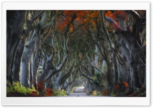 Dark Hedges, Beech Trees, Northern Ireland Ultra HD Wallpaper for 4K UHD Widescreen desktop, tablet & smartphone