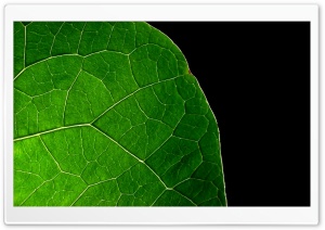 Dark Leaf Ultra HD Wallpaper for 4K UHD Widescreen desktop, tablet & smartphone