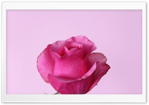 Dark Pink Rose Ultra HD Wallpaper for 4K UHD Widescreen desktop, tablet & smartphone