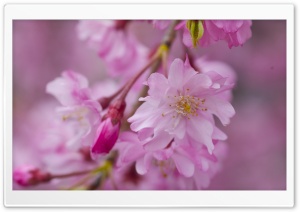Dark Pink Sakura Macro Ultra HD Wallpaper for 4K UHD Widescreen desktop, tablet & smartphone