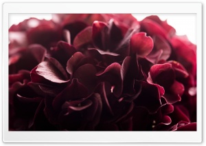 Dark Red Flower Macro Ultra HD Wallpaper for 4K UHD Widescreen desktop, tablet & smartphone