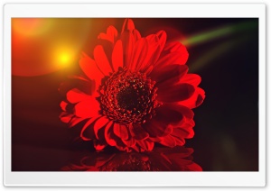 Dark Red Gerbera Daisy Ultra HD Wallpaper for 4K UHD Widescreen desktop, tablet & smartphone