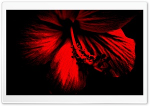 Dark Red Hibiscus Ultra HD Wallpaper for 4K UHD Widescreen desktop, tablet & smartphone
