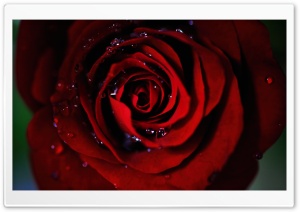 Dark Red Rose Ultra HD Wallpaper for 4K UHD Widescreen desktop, tablet & smartphone