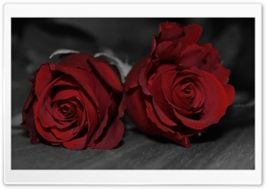 Dark Red Roses Ultra HD Wallpaper for 4K UHD Widescreen desktop, tablet & smartphone