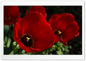 Dark Red Tulips Flowers Ultra HD Wallpaper for 4K UHD Widescreen desktop, tablet & smartphone