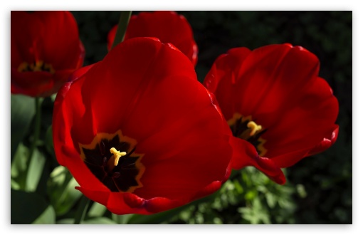 Dark Red Tulips Flowers UltraHD Wallpaper for 8K UHD TV 16:9 Ultra High Definition 2160p 1440p 1080p 900p 720p ; Widescreen 16:10 5:3 WHXGA WQXGA WUXGA WXGA WGA ; Fullscreen 4:3 5:4 3:2 UXGA XGA SVGA QSXGA SXGA DVGA HVGA HQVGA ( Apple PowerBook G4 iPhone 4 3G 3GS iPod Touch ) ; Tablet 1:1 ; Mobile 3:5 3:4 - ;