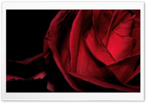Dark Romantic Red Rose Ultra HD Wallpaper for 4K UHD Widescreen desktop, tablet & smartphone