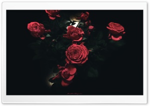Dark Roses Ultra HD Wallpaper for 4K UHD Widescreen desktop, tablet & smartphone