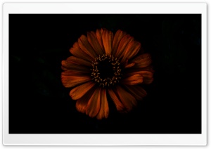 Dark Shadow Flower Ultra HD Wallpaper for 4K UHD Widescreen desktop, tablet & smartphone