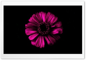 Dark Shadow Pink Ultra HD Wallpaper for 4K UHD Widescreen desktop, tablet & smartphone