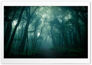 Dark Woods, Fog Ultra HD Wallpaper for 4K UHD Widescreen desktop, tablet & smartphone
