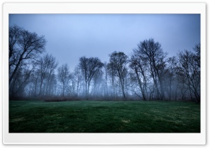 Dark Woods, Trees, Fog, Green Grass Ultra HD Wallpaper for 4K UHD Widescreen desktop, tablet & smartphone
