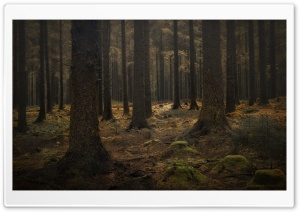 Dartmoor Forest Trees Ultra HD Wallpaper for 4K UHD Widescreen desktop, tablet & smartphone