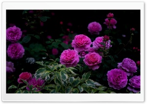 David Austin's Princess Alexandra of Kent Rose 4K UHD Wallpaper for Widescreen and UltraWide Desktop, UltraHD TV, Smartphone, Tablet