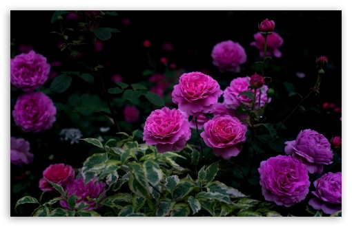 David Austin's Princess Alexandra of Kent Rose UltraHD Wallpaper for UHD 16:9 ; HD 16:9 ; UltraWide 21:9 24:10 32:9 32:10 ; Widescreen 16:10 5:3 ; Fullscreen 4:3 5:4 3:2 ; Tablet 1:1 ; Mobile 9:16 9:19.5 9:20 9:21 9:22 10:16 2:3 3:5 3:4 ; Dual 16:10 5:3 16:9 4:3 5:4 3:2 ;