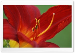 Day Lily Ultra HD Wallpaper for 4K UHD Widescreen desktop, tablet & smartphone