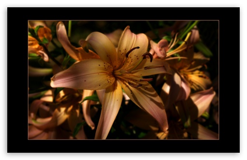 Day Lily UltraHD Wallpaper for 8K UHD TV 16:9 Ultra High Definition 2160p 1440p 1080p 900p 720p ; Widescreen 16:10 5:3 WHXGA WQXGA WUXGA WXGA WGA ; Fullscreen 3:2 DVGA HVGA HQVGA ( Apple PowerBook G4 iPhone 4 3G 3GS iPod Touch ) ;