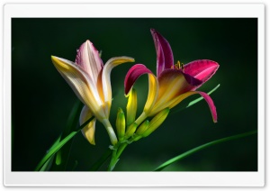 Daylilies Ultra HD Wallpaper for 4K UHD Widescreen desktop, tablet & smartphone
