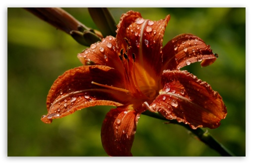 Daylily UltraHD Wallpaper for UHD 16:9 2160p 1440p 1080p 900p 720p ; 8K UHD TV 16:9 Ultra High Definition 2160p 1440p 1080p 900p 720p ; Widescreen 16:10 5:3 WHXGA WQXGA WUXGA WXGA WGA ; Fullscreen 4:3 5:4 3:2 UXGA XGA SVGA QSXGA SXGA DVGA HVGA HQVGA ( Apple PowerBook G4 iPhone 4 3G 3GS iPod Touch ) ; Tablet 1:1 ; Mobile 3:5 3:4 - ;