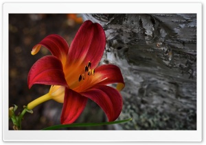 Daylily Ultra HD Wallpaper for 4K UHD Widescreen desktop, tablet & smartphone