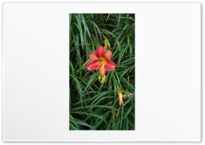 Daylily Flower 4K UHD Wallpaper for Widescreen and UltraWide Desktop, UltraHD TV, Smartphone, Tablet