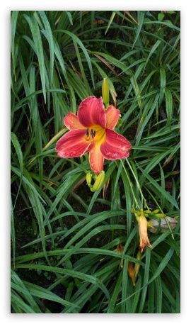 Daylily Flower UltraHD Wallpaper for Mobile 9:16 ;