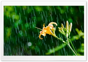 Daylily In The Rain Ultra HD Wallpaper for 4K UHD Widescreen desktop, tablet & smartphone
