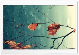 Dead Leaves Macro Ultra HD Wallpaper for 4K UHD Widescreen desktop, tablet & smartphone