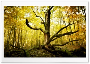 Dead Tree Trunk Ultra HD Wallpaper for 4K UHD Widescreen desktop, tablet & smartphone