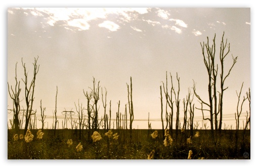 Dead Trees UltraHD Wallpaper for Wide 16:10 5:3 Widescreen WHXGA WQXGA WUXGA WXGA WGA ; 8K UHD TV 16:9 Ultra High Definition 2160p 1440p 1080p 900p 720p ; Standard 4:3 5:4 3:2 Fullscreen UXGA XGA SVGA QSXGA SXGA DVGA HVGA HQVGA ( Apple PowerBook G4 iPhone 4 3G 3GS iPod Touch ) ; Tablet 1:1 ; iPad 1/2/Mini ; Mobile 4:3 5:3 3:2 16:9 5:4 - UXGA XGA SVGA WGA DVGA HVGA HQVGA ( Apple PowerBook G4 iPhone 4 3G 3GS iPod Touch ) 2160p 1440p 1080p 900p 720p QSXGA SXGA ;