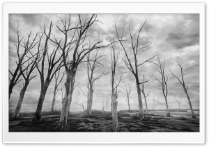 Dead Trees Black and White Ultra HD Wallpaper for 4K UHD Widescreen desktop, tablet & smartphone