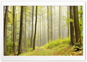 Deciduous Forests Ultra HD Wallpaper for 4K UHD Widescreen desktop, tablet & smartphone
