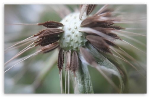 deep into dandelion UltraHD Wallpaper for HD 16:9 ; UltraWide 21:9 24:10 ; Widescreen 16:10 5:3 ;