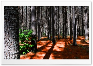 Deep pine forest - Fort de pins Ultra HD Wallpaper for 4K UHD Widescreen desktop, tablet & smartphone