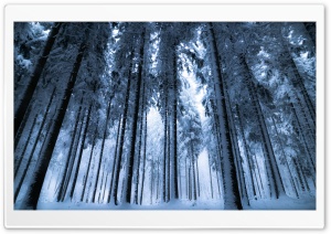 Deep Winter Forest Ultra HD Wallpaper for 4K UHD Widescreen desktop, tablet & smartphone