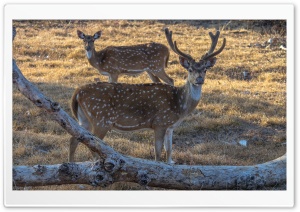 Deer Ultra HD Wallpaper for 4K UHD Widescreen desktop, tablet & smartphone