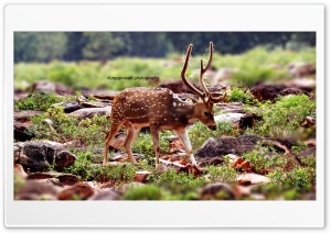 deer Ultra HD Wallpaper for 4K UHD Widescreen desktop, tablet & smartphone