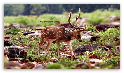 deer UltraHD Wallpaper for UHD 16:9 ; HD 16:9 ;