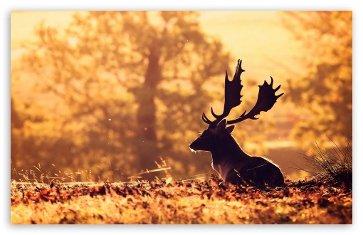 Deer UltraHD Wallpaper for Widescreen 16:10 ;