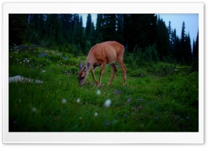 Deer Grazing on a Meadow 4K UHD Wallpaper for Widescreen and UltraWide Desktop, UltraHD TV, Smartphone, Tablet