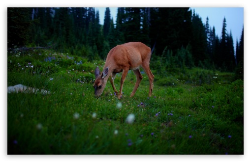 Deer Grazing on a Meadow UltraHD Wallpaper for UHD 16:9 ; HD 16:9 ; UltraWide 21:9 24:10 32:9 32:10 ; Widescreen 16:10 5:3 ; Fullscreen 4:3 5:4 3:2 ; Tablet 1:1 ; Mobile 9:16 9:19.5 9:20 10:16 2:3 3:5 3:4 ; Dual 16:10 5:3 16:9 4:3 5:4 3:2 ;