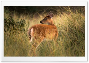 Deer in the Brush Ultra HD Wallpaper for 4K UHD Widescreen desktop, tablet & smartphone